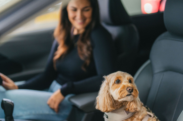 Drivies! Book a test drive with your dog on International Dog Day, with Subaru UK & Ireland