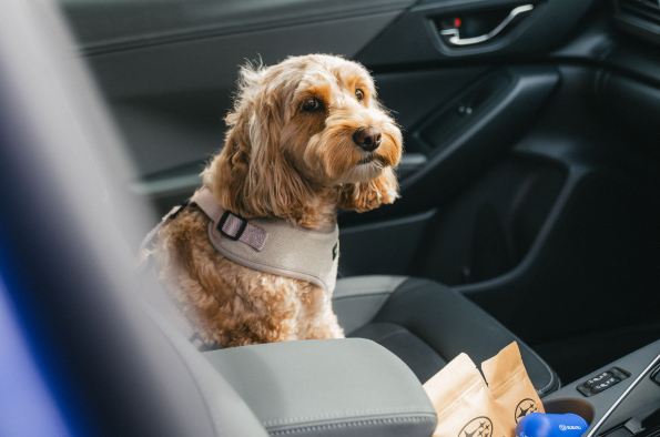Drivies! Book a test drive with your dog on International Dog Day, with Subaru UK & Ireland