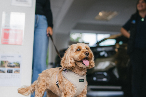 Drivies! Book a test drive with your dog on International Dog Day, with Subaru UK & Ireland