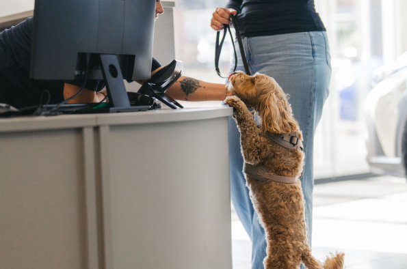 Drivies! Book a test drive with your dog on International Dog Day, with Subaru UK & Ireland