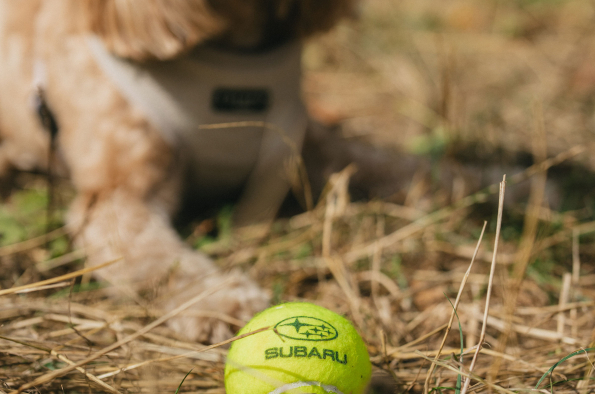 Drivies! Book a test drive with your dog on International Dog Day, with Subaru UK & Ireland