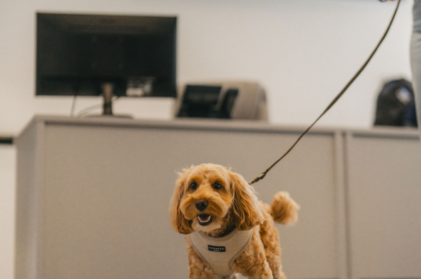 Drivies! Book a test drive with your dog on International Dog Day, with Subaru UK & Ireland