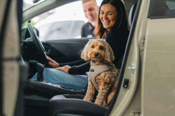 Drivies! Book a test drive with your dog on International Dog Day, with Subaru UK & Ireland